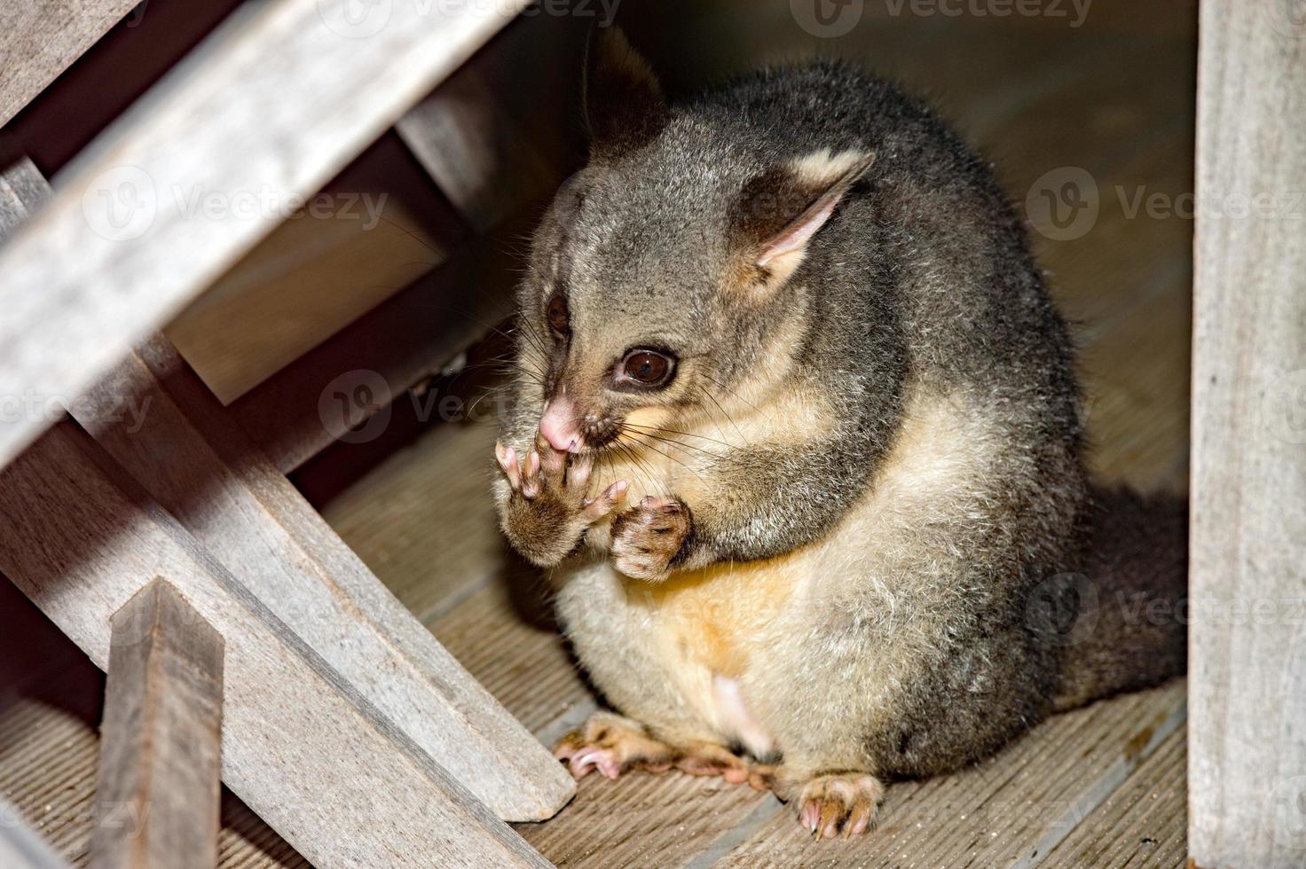 mapache zarigüeya de cola de cepillo en la isla canguro foto