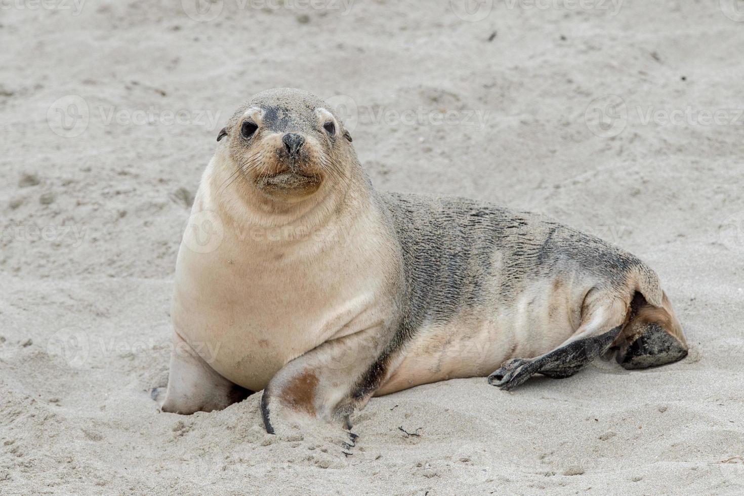 newborn australian sea lion on sandy beach background photo