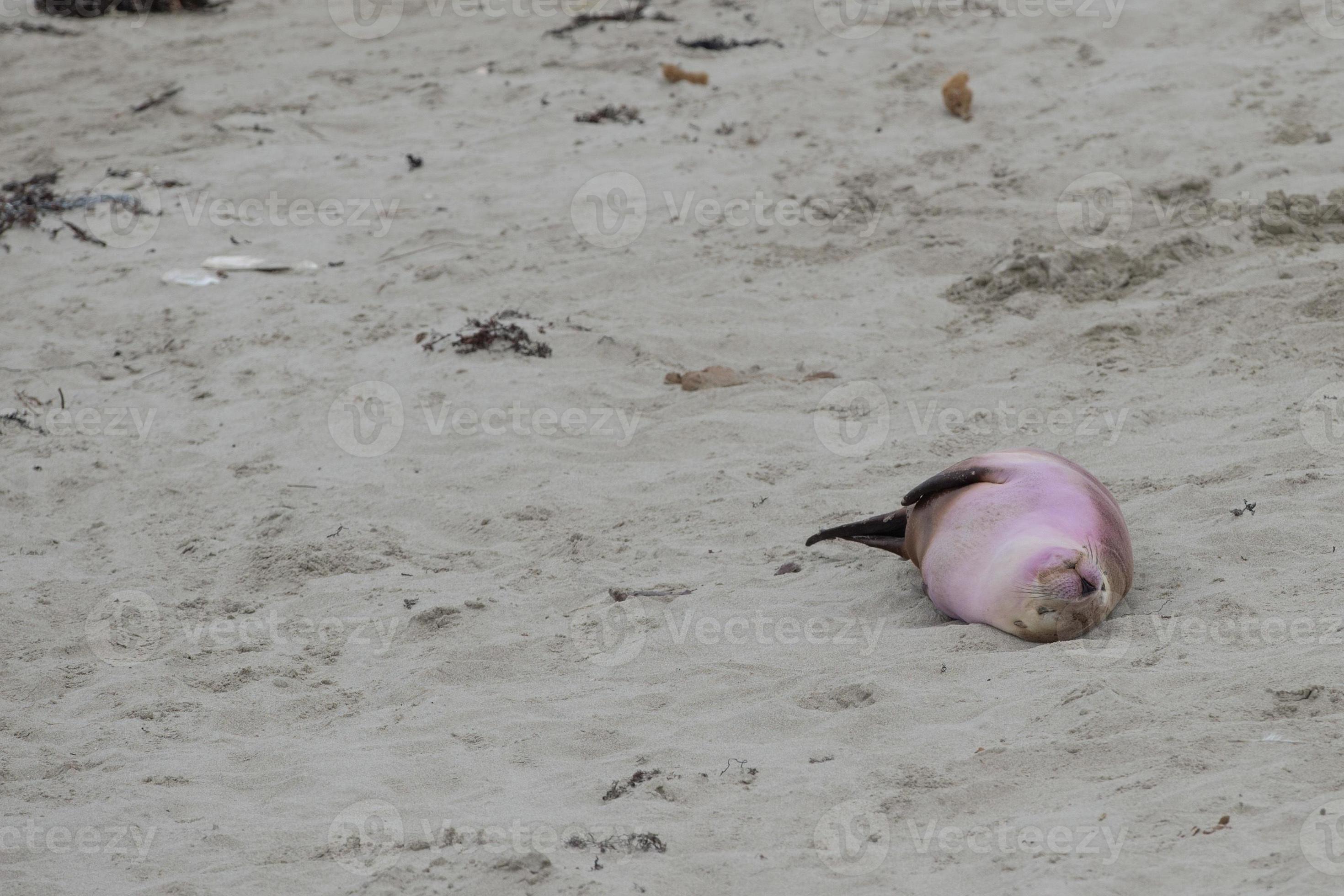newborn australian sea lion on sandy beach background 18751920 Stock