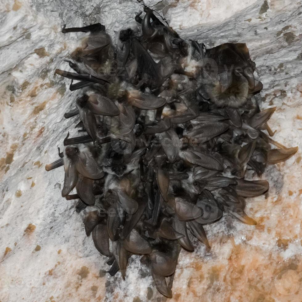 Bat group hanging from salt mine photo