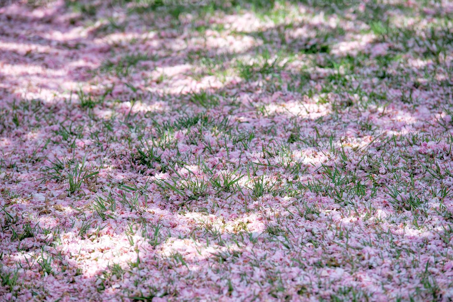 cherry blossom in washington photo