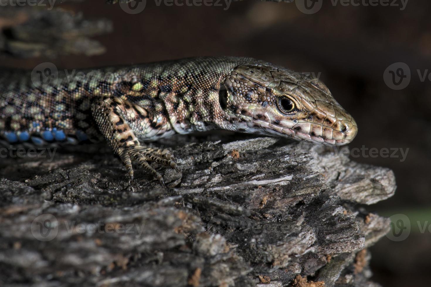 Isolated Lizard looking at you photo