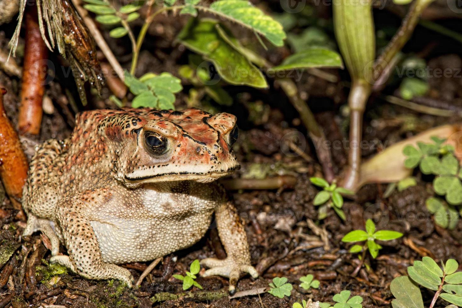 indonesia frog close up 18752030 Stock Photo at Vecteezy