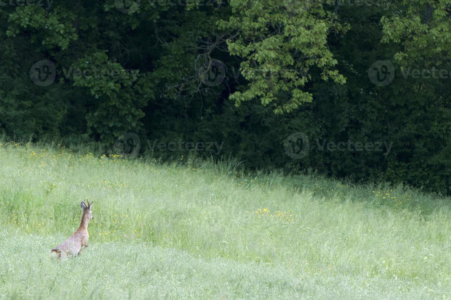 Isolated Roe Deer while jumping on the grass photo