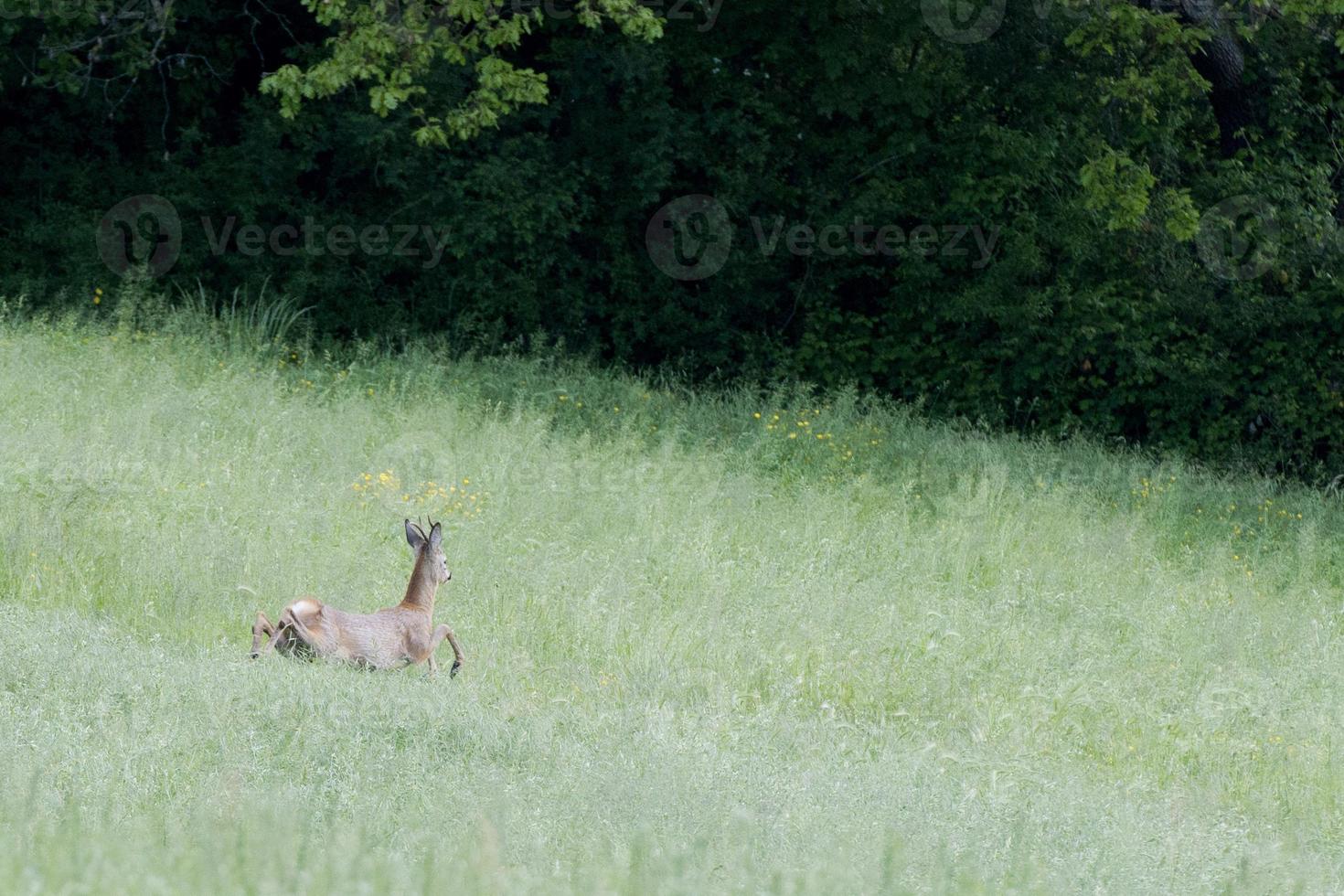 Isolated Roe Deer while jumping on the grass photo