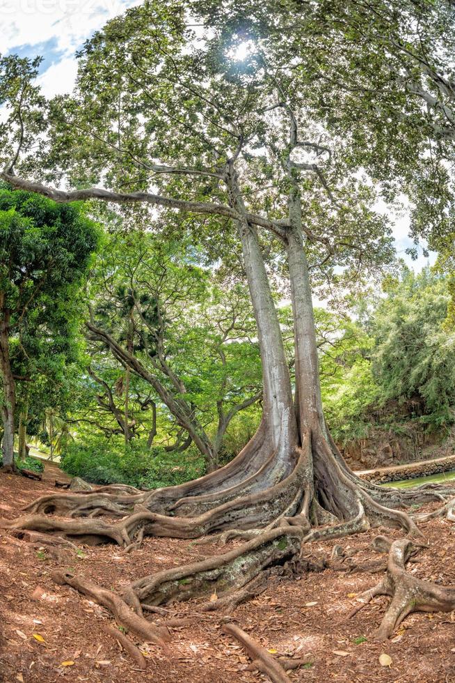 Inside tropical rainforest in Hawaii set of pirates of caribbean photo