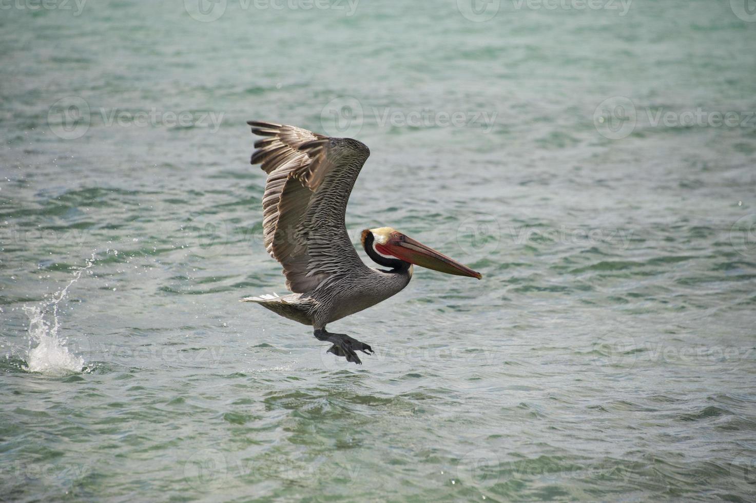 Pelican while flying photo