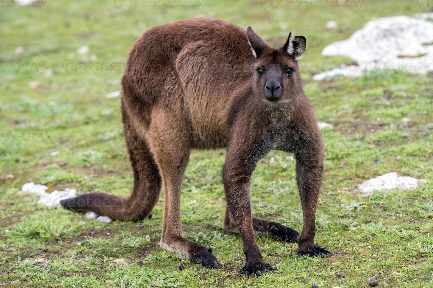 Kangaroo looking at you on the grass background photo