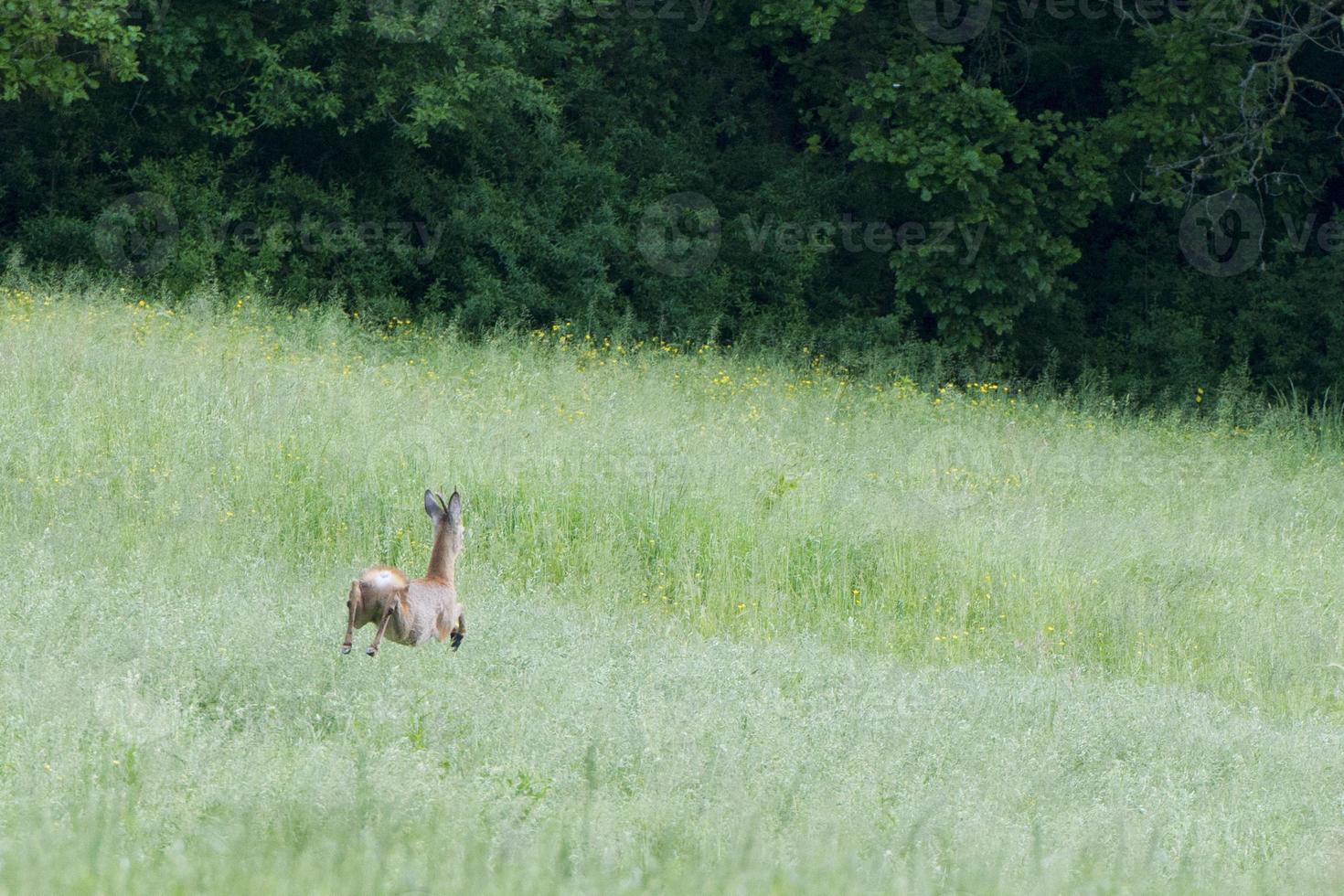 A dog chasing a Deer while jumping on the grass photo