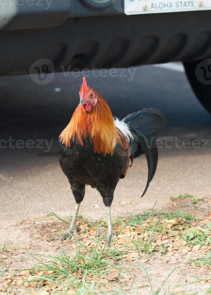 Ruster chicken on hawaian beach photo