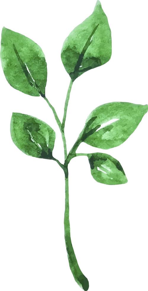 Green tree branch with leaves watercolor hand drawn clipart for decor isolated vector