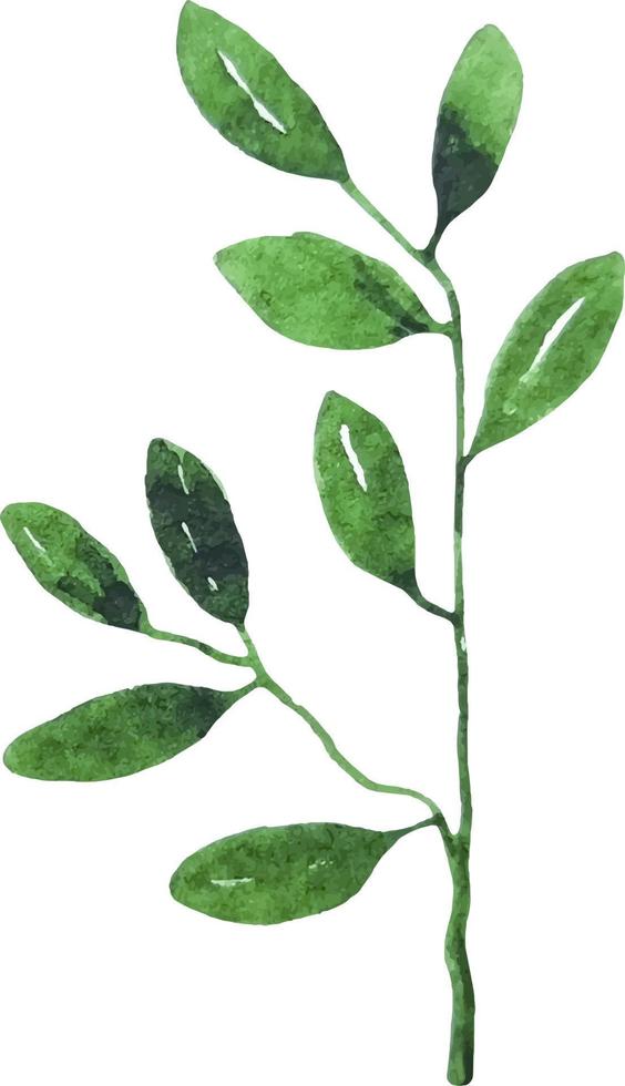 Green branch with a lot of little leaves spring clipart watercolor isolated vector