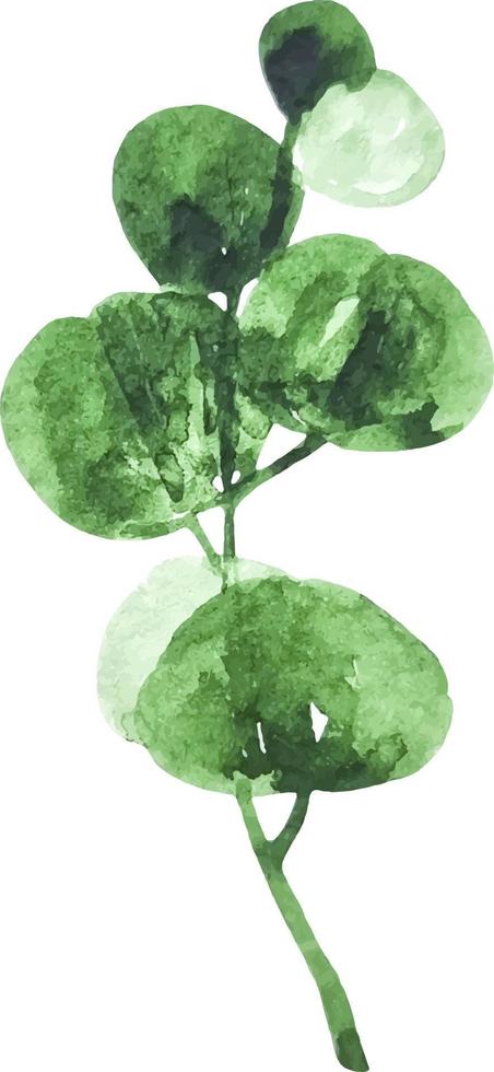 Watercolor green eucalyptus branch with leaves clipart isolated vector