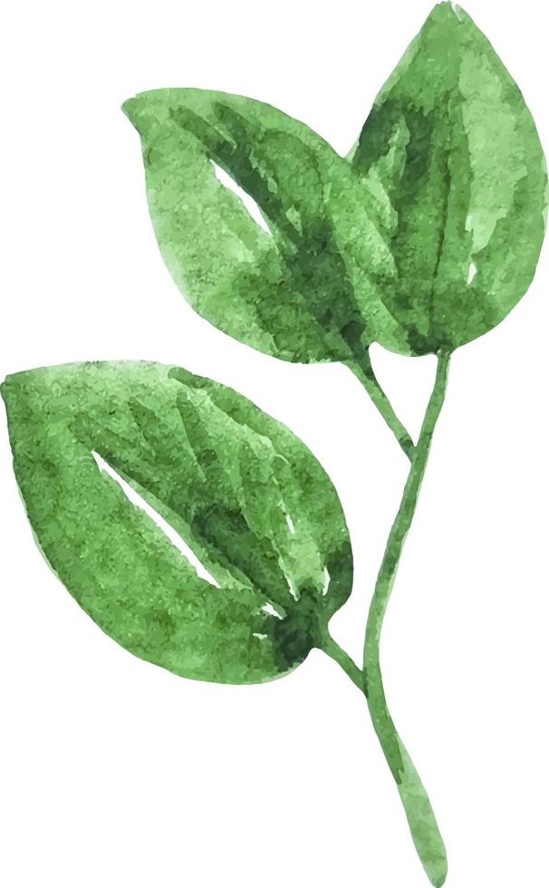Green leaf watercolor isolated clipart hand drawn element for logo, icon, eco design vector