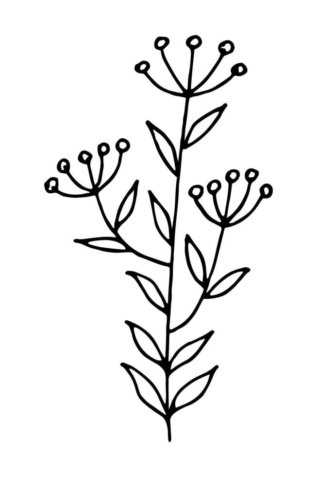 garabato de una hierba de campo. ilustración vectorial dibujada a mano de hierba silvestre aislada en fondo blanco. vector