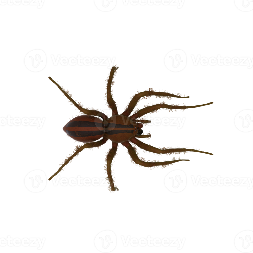 Fishing Spider isolated png