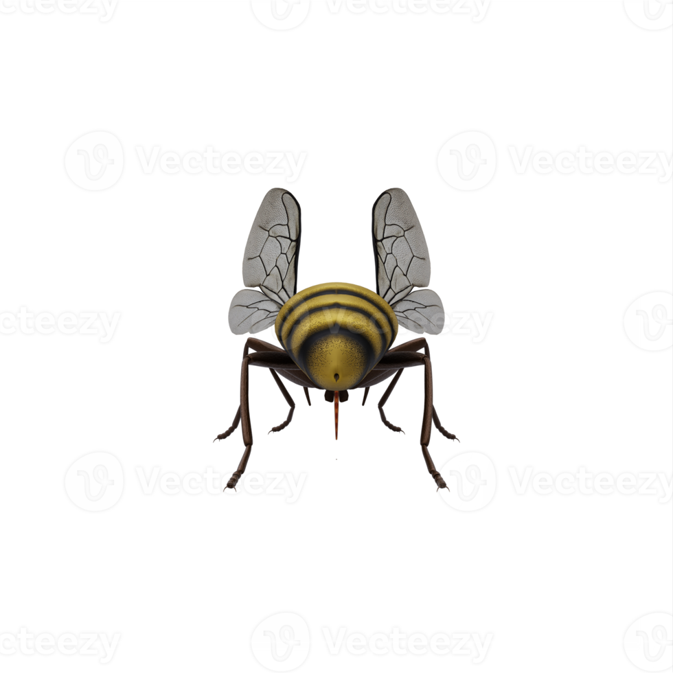 3d honey bee isolated png