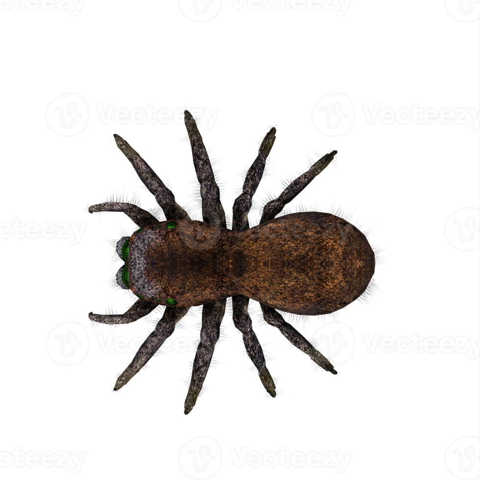 3d jumping spider isolated png