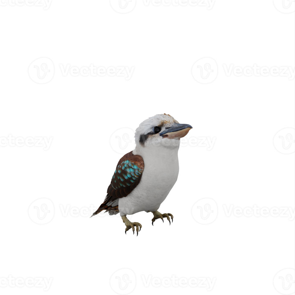 pássaro 3d kookaburra isolado png