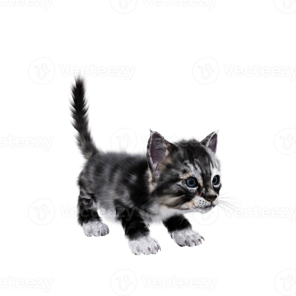 3d chaton chat isolé png