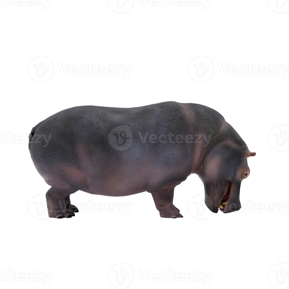 3d hippopotamus isolated png