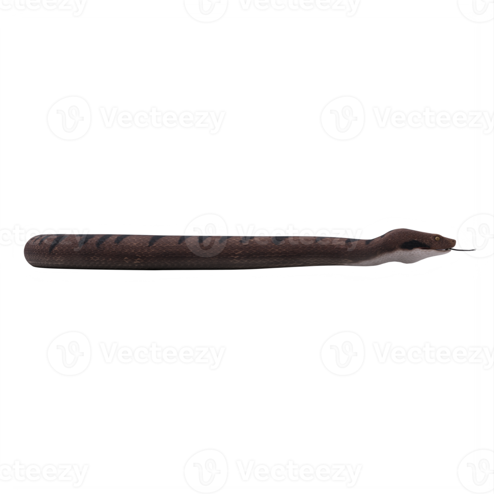 3d vipera serpente isolato png