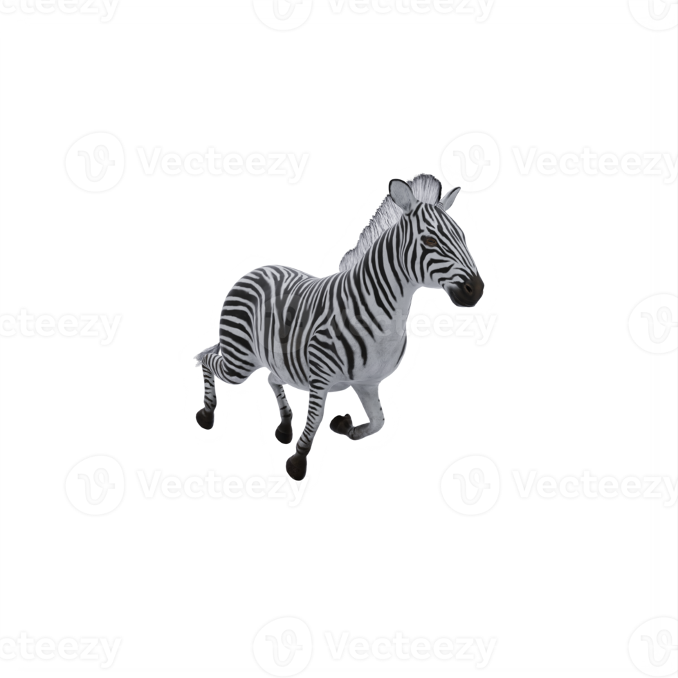 3d zebra isolated png
