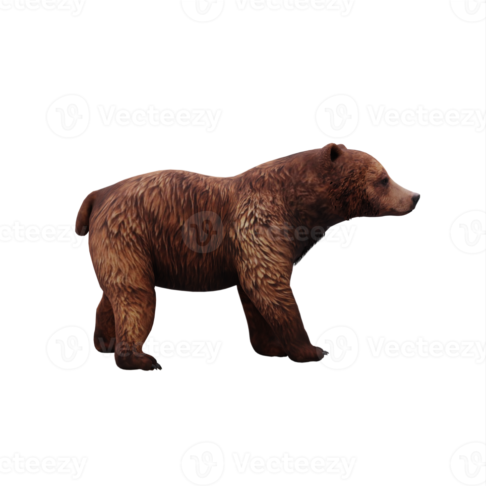 3d Bear isolated png