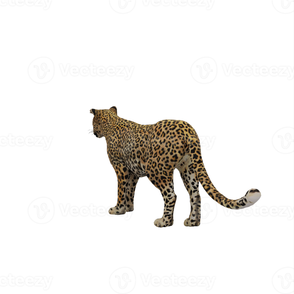 3d Cheetah isolated png