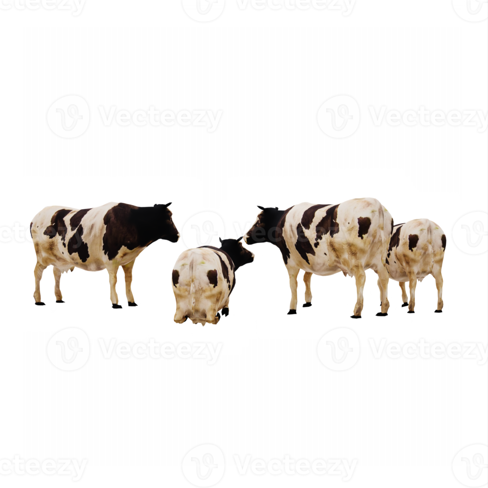 3d cows isolated png