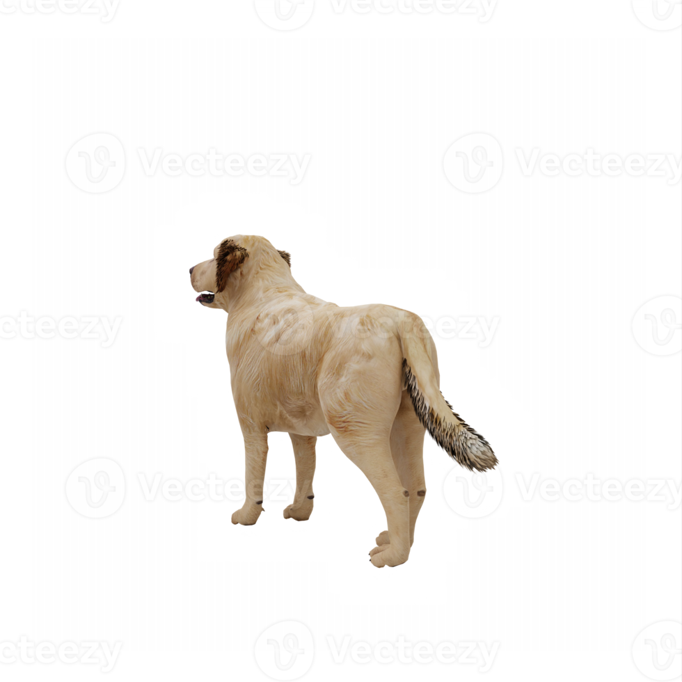 retriever dourado 3d isolado png