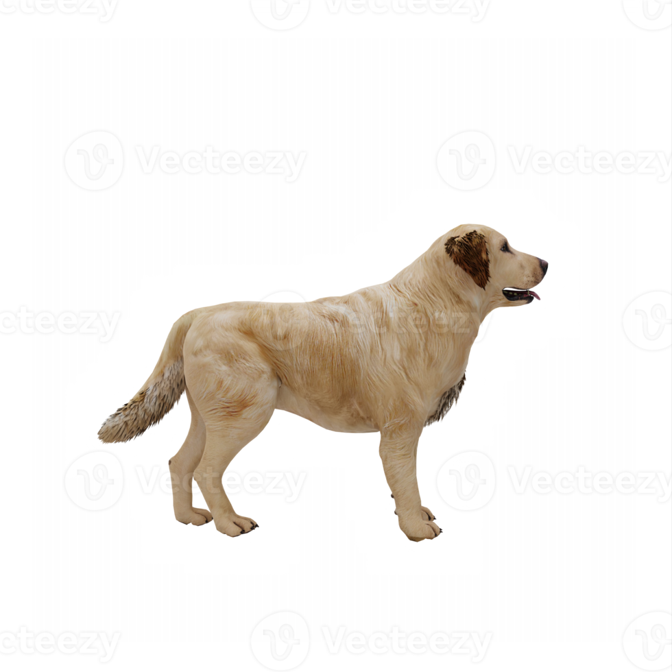 retriever dourado 3d isolado png