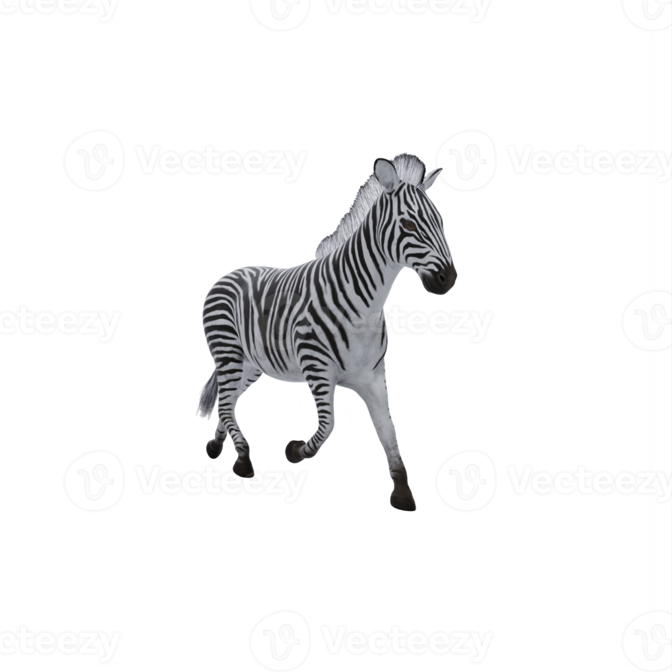 3d zebra isolated png