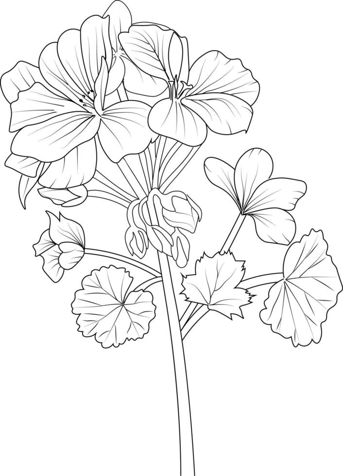 arte de línea de flor de geranio, ilustración vectorial, dibujo a lápiz dibujado a mano, libro de colorear y página, aislado en imágenes prediseñadas de fondo blanco. vector