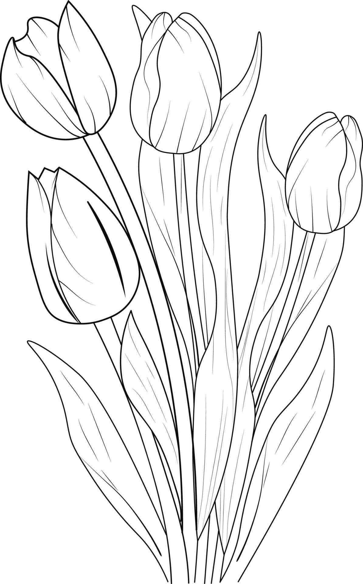 Tulip flower coloring book hand drawn botanical spring elements bouquet ...