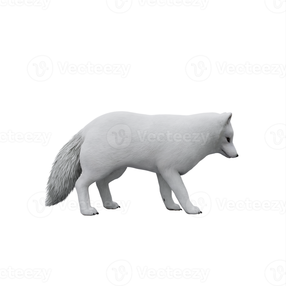 3d white Arctic Fox png