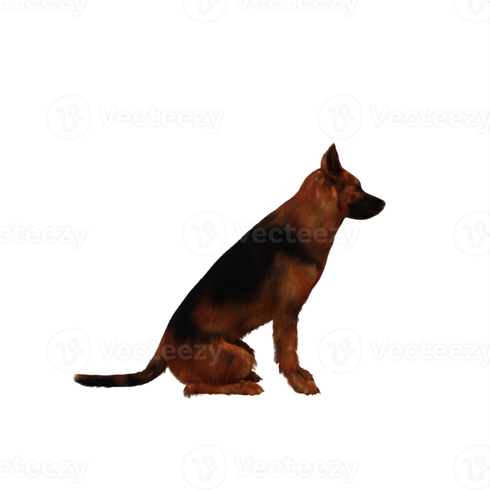 Schäfer hund png