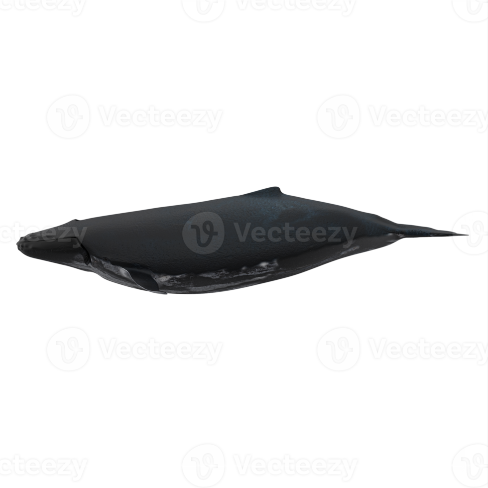 3d humpback whale isolated png