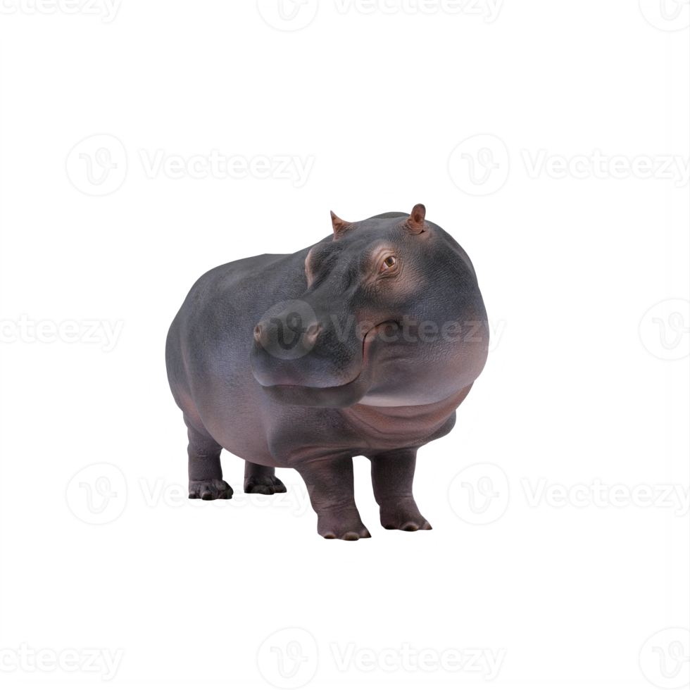 hippopotame 3d isolé png