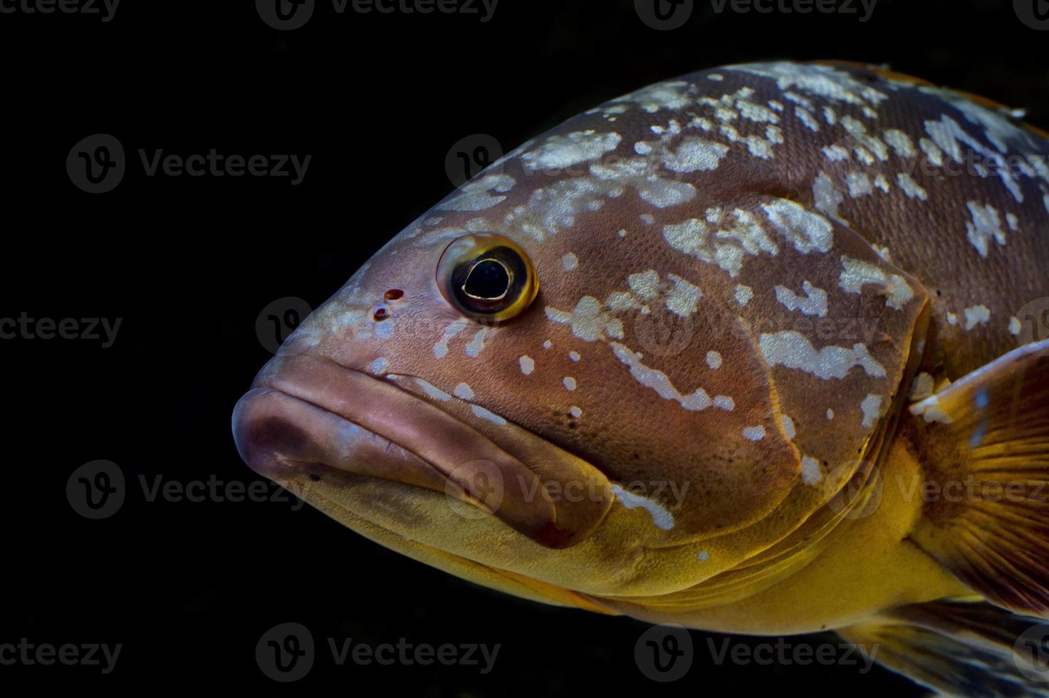 colorful grouper isolated on black photo