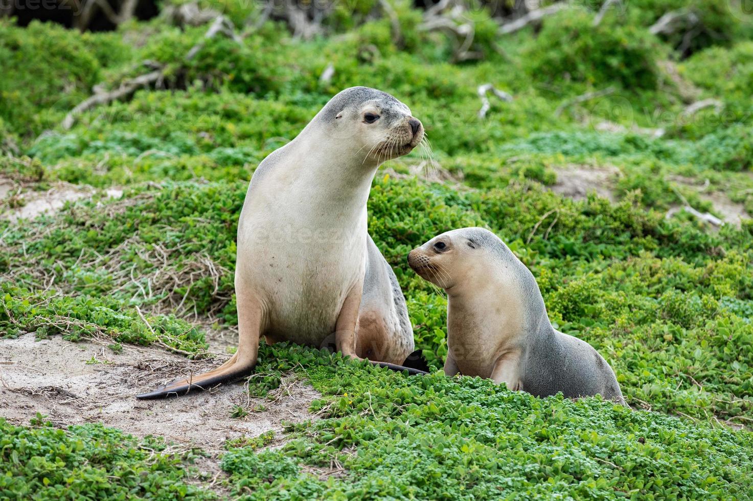 newborn australian sea lion on sandy beach background 18754023 Stock