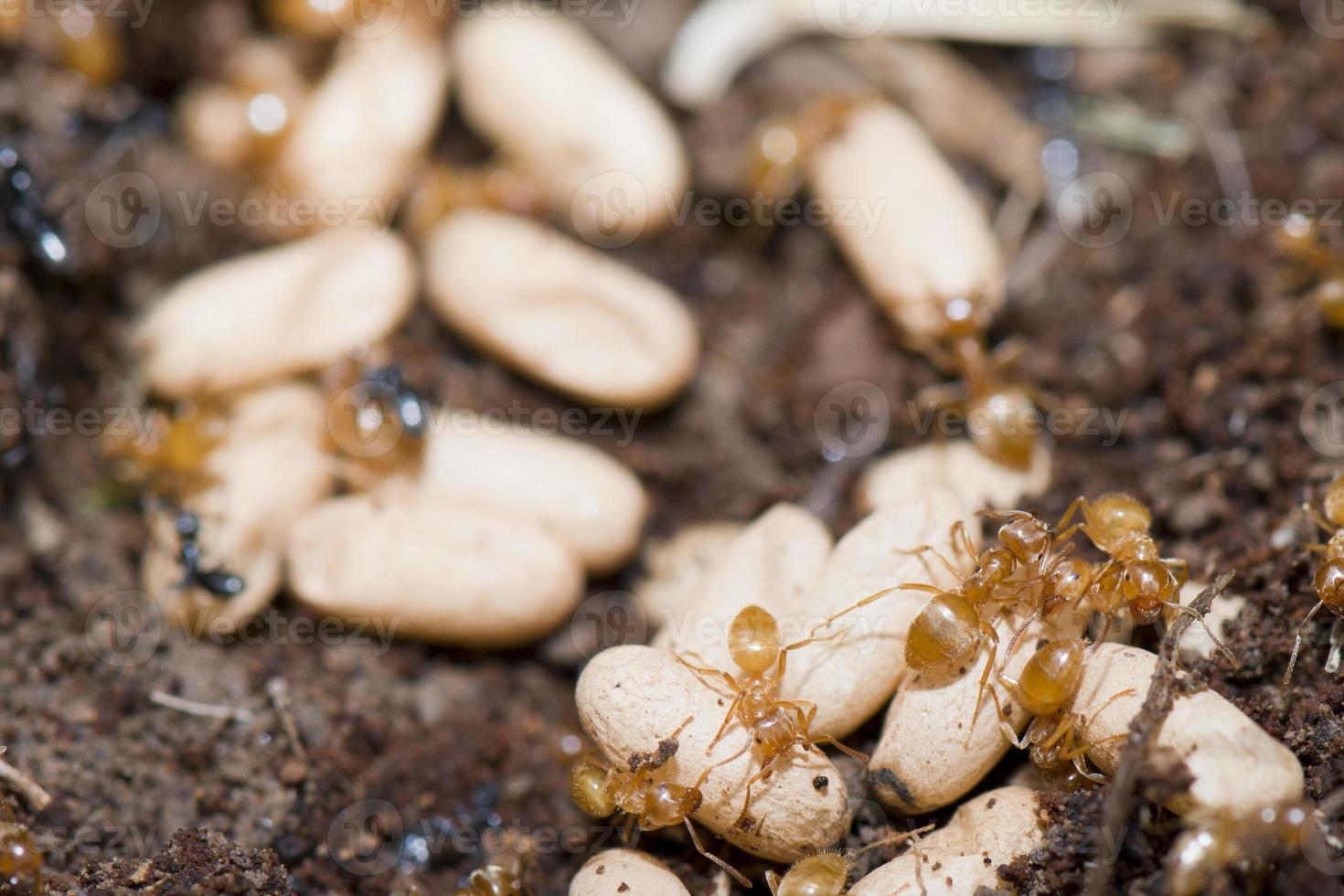 Yellow Ants inside anthill while moving eggs photo