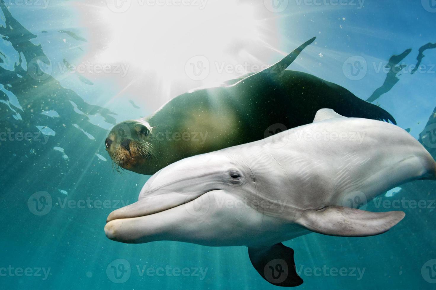 dolphin and sea lion underwater photo