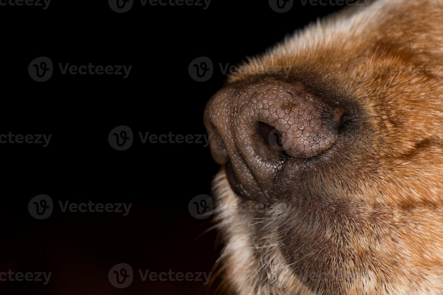 dog nose macro photo