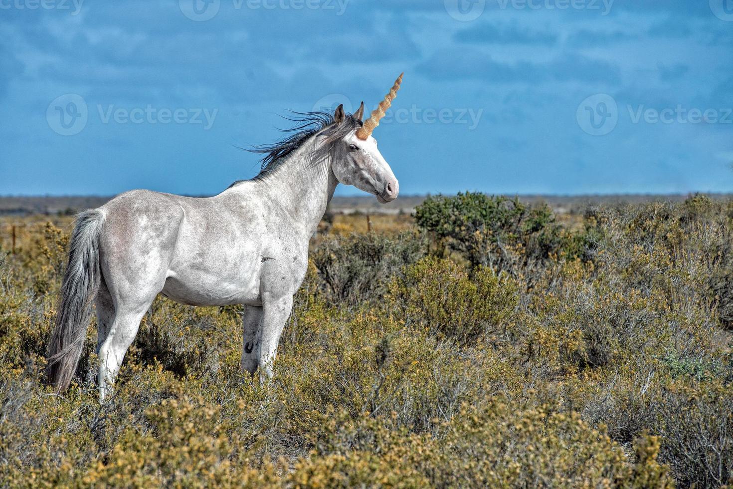 white wild horse on blue sky background photo