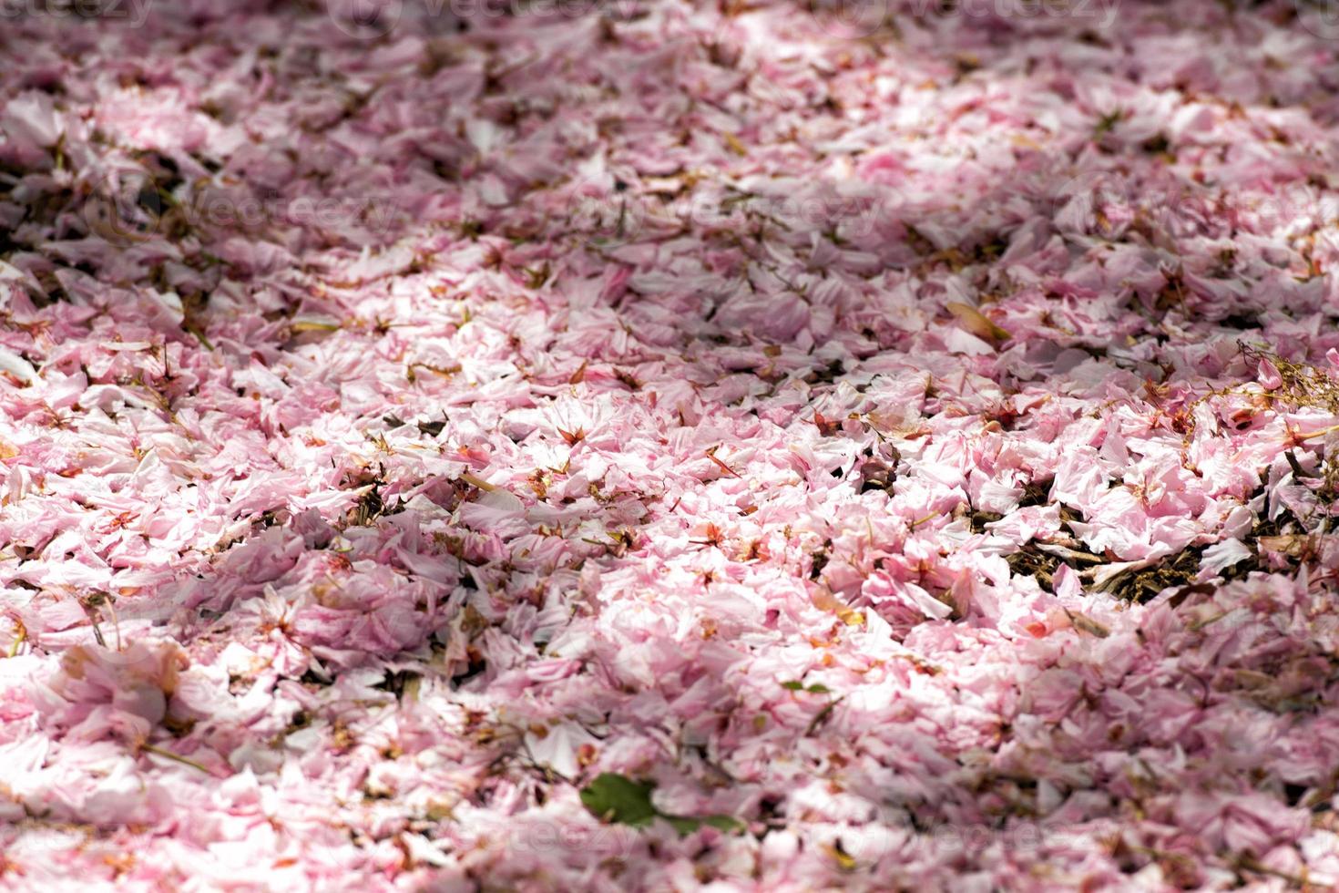 cherry blossom in washington photo