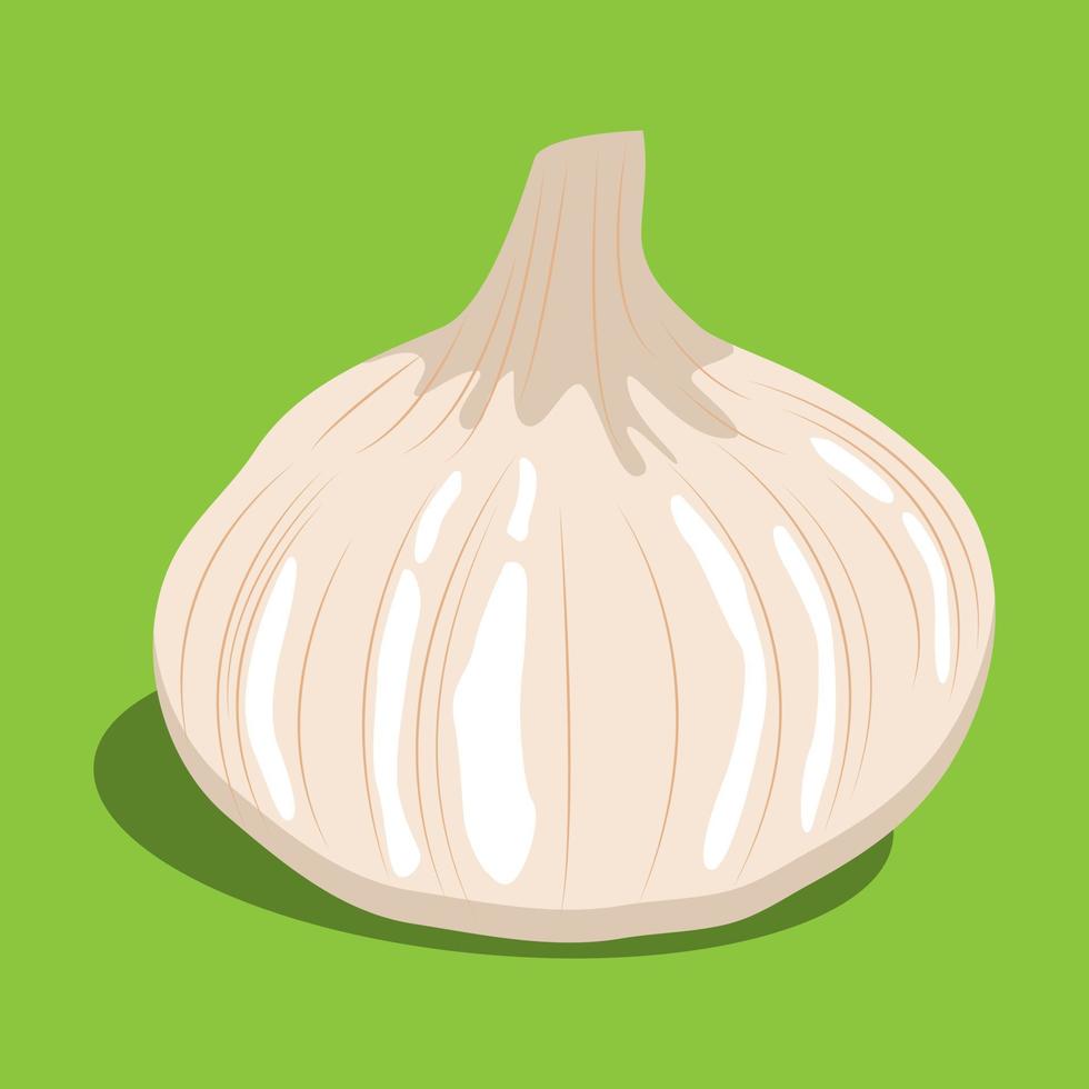 garlic flat vector. cooking ingredients. vector