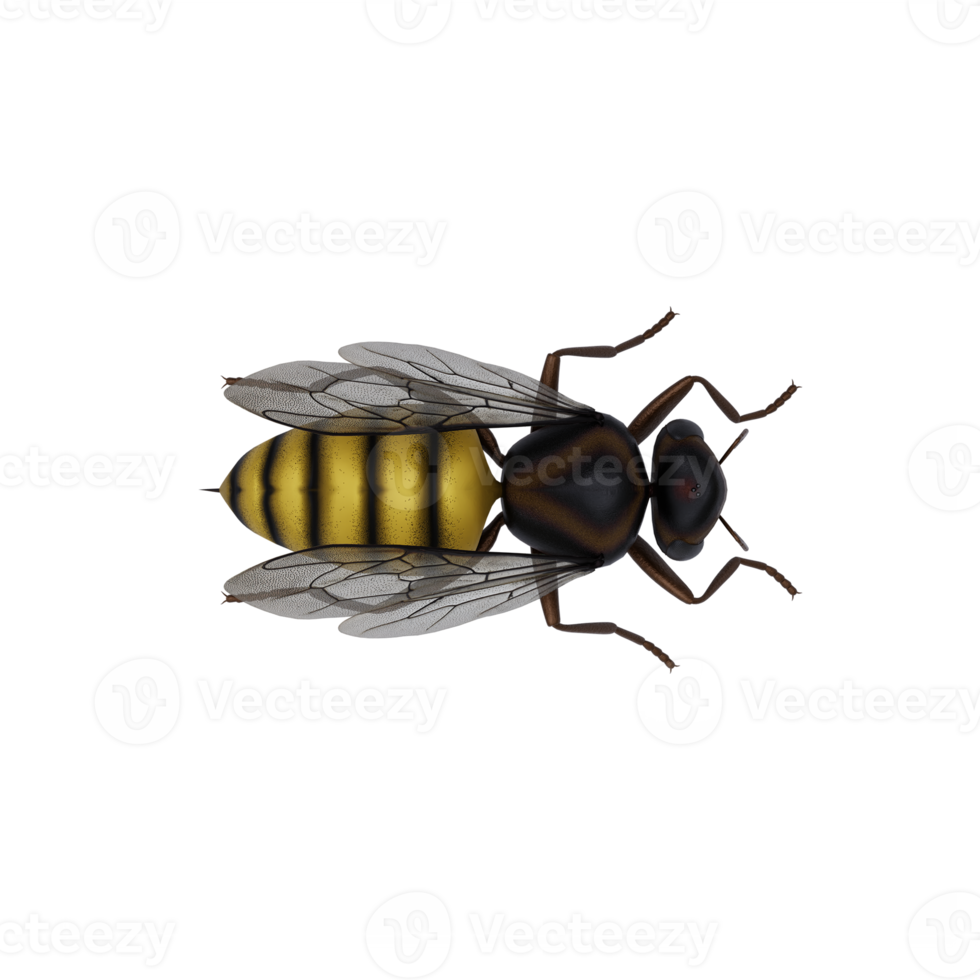 3d honey bee isolated png