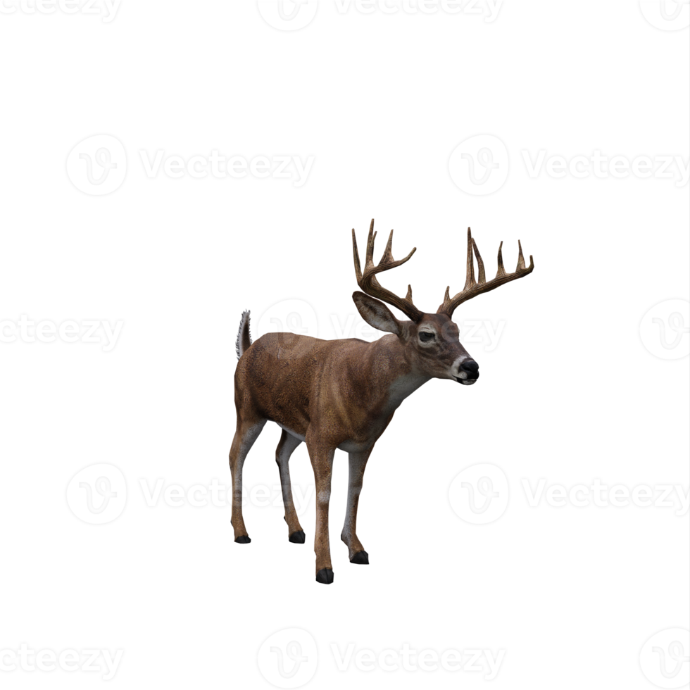 cerf 3d isolé png