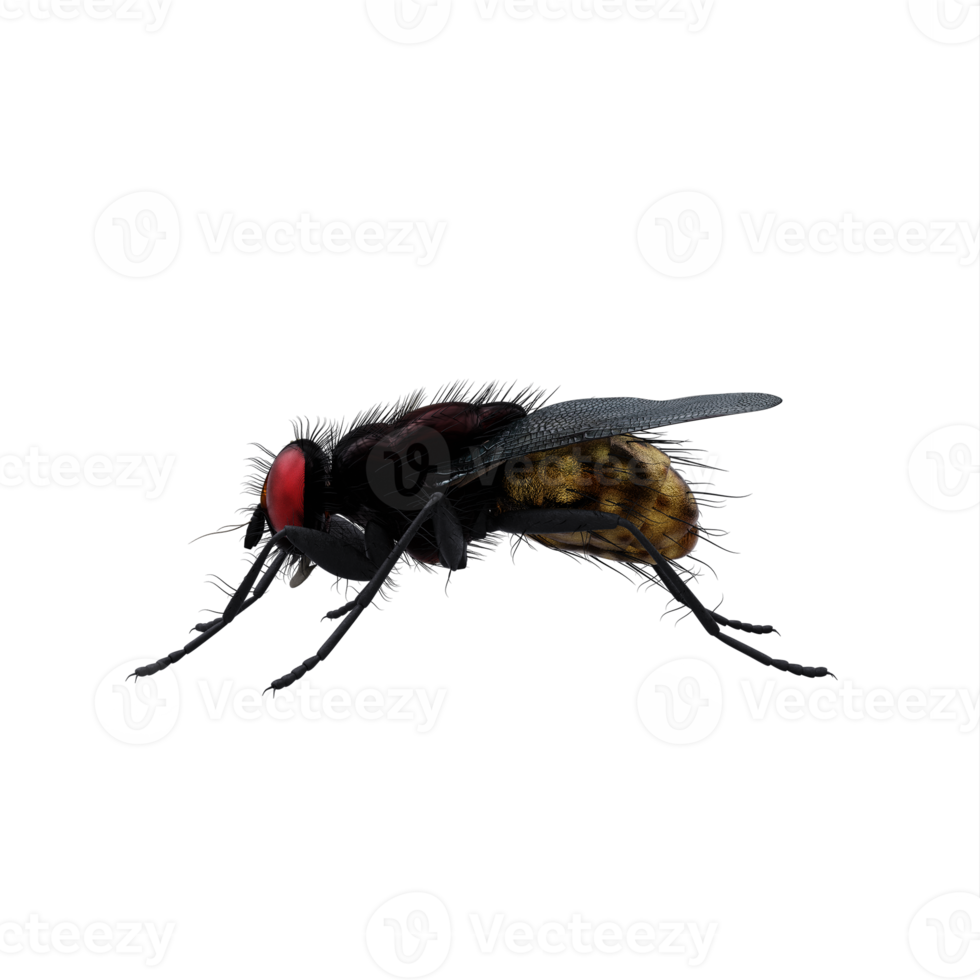 3d Housefly exotic isolated png